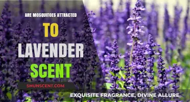 Does Lavender Scent Attract or Repel Mosquitoes? Unveiling the Truth