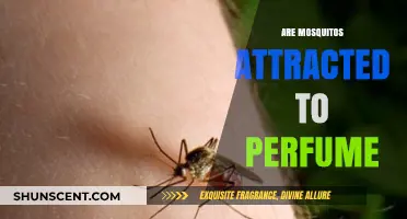 How Perfume Attracts Mosquitoes: What You Need to Know