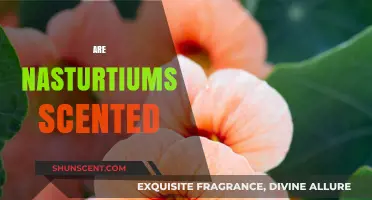 Do Nasturtiums Have a Scent? Unveiling Their Aromatic Secrets