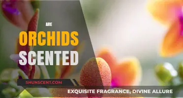 Do Orchids Have a Scent? Exploring the Fragrance of Orchids