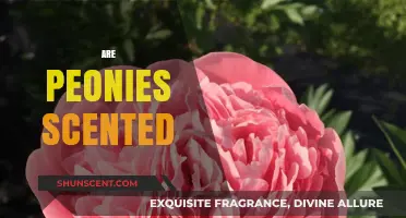 Do Peonies Have a Scent? Unveiling the Fragrant Truth