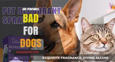 Perfumes: A Danger to Your Dog's Health?
