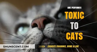 Perfumes and Cats: A Toxic Mix?