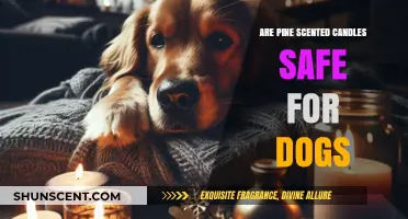 Pine Scented Candles and Dogs: Are They a Safe Combination?