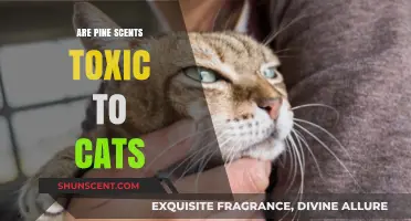Pine Scents and Cats: Uncovering Potential Toxicity Risks for Pet Owners