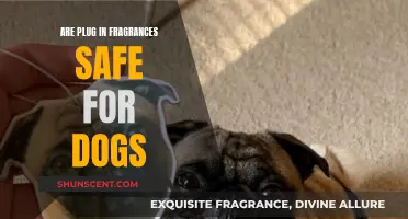 Are Plug-In Fragrances Safe for Dogs?