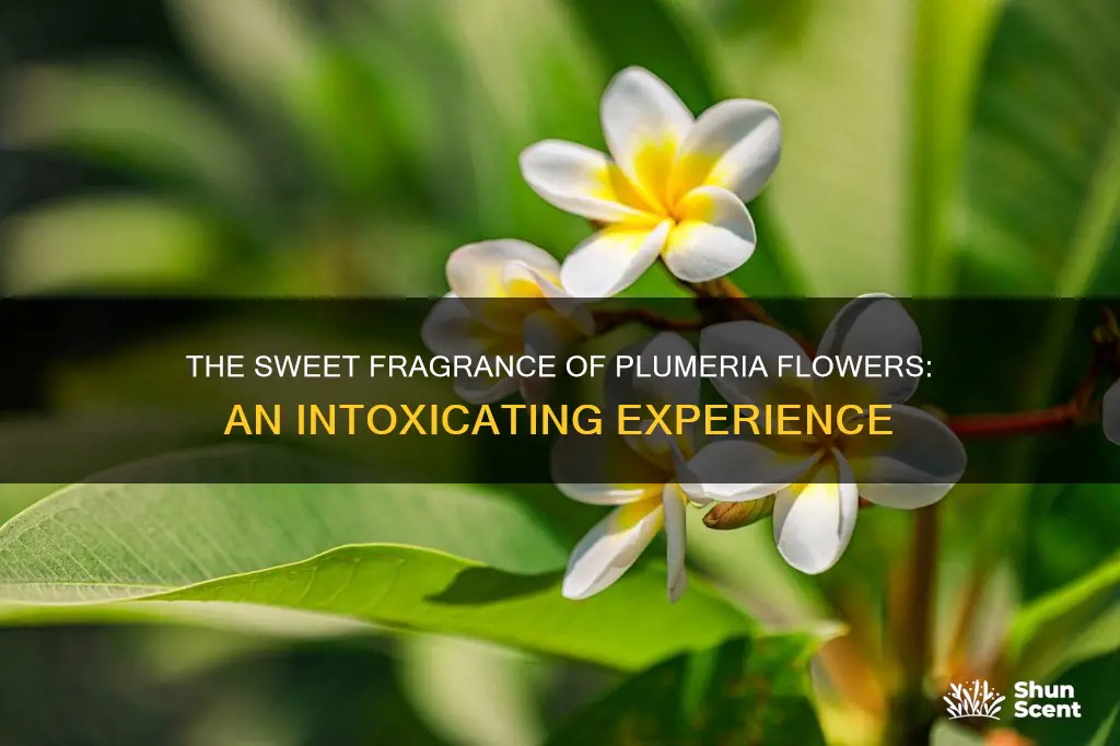 are plumeria flower fragrance