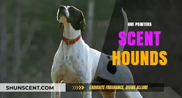 Are Pointers Scent Hounds? Unraveling the Hunting Dog Debate