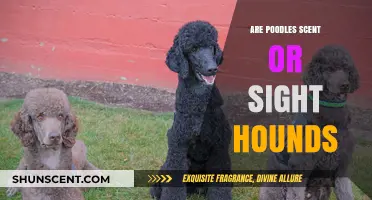 Poodles: Scent or Sight Hounds? Unraveling Their Hunting Heritage