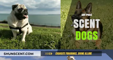 Can Pugs Be Scent Dogs? Exploring Their Olfactory Abilities and Potential