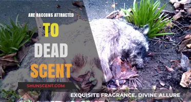 Do Raccoons Seek Out Dead Scents? Uncovering Their Attraction to Decay