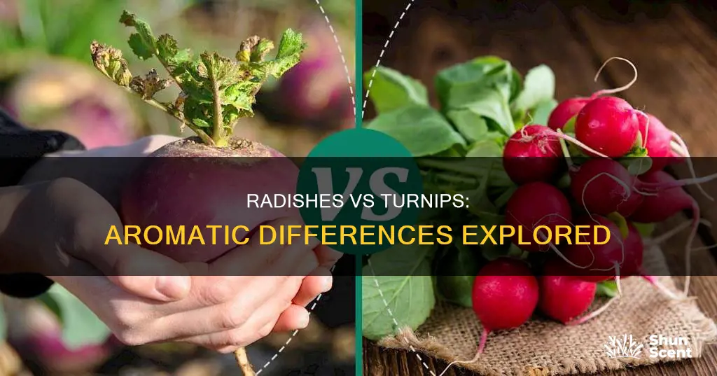 are radishes and turnips the same aromas