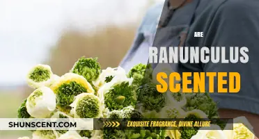 Do Ranunculus Flowers Have a Scent? Unveiling the Truth