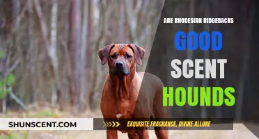 Rhodesian Ridgebacks: Exceptional Scent Hounds or Versatile Hunters?