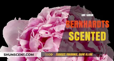 Sarah Bernhardt's Scent: Unveiling the Fragrant Mystery of Her Roses