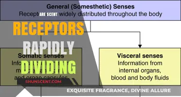 Rapid Division of Scent Receptors: Unraveling the Science Behind Olfactory Cells