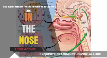 Unraveling the Mystery: Scent-Seeking Threads in Nasal Receptor Cells