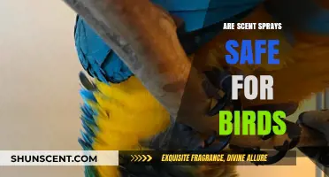 Are Scent Sprays Bird-Safe? Understanding Potential Risks and Alternatives