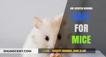 Are Scented Beddings Safe for Mice? A Comprehensive Guide