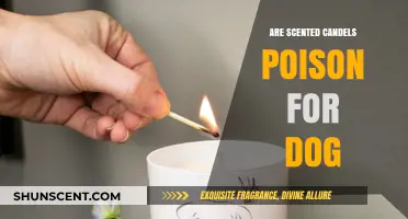 Are Scented Candles Harmful to Dogs? What Pet Owners Need to Know