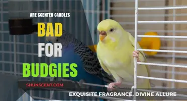 Scented Candles and Budgies: Uncovering the Hidden Dangers