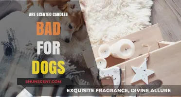Scented Candles and Dogs: Are They a Harmful Combination?