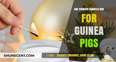 Scented Candles and Guinea Pigs: Are They a Harmful Combo?