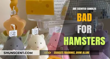 Scented Candles and Hamsters: Uncovering Potential Risks for Your Pet