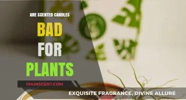 Scented Candles and Plants: Uncovering the Impact on Indoor Greenery