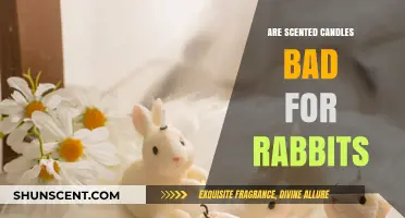 Scented Candles and Rabbits: Are They a Harmful Combination?