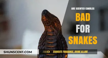 Scented Candles and Snakes: Are They a Harmful Combination?