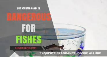 Scented Candles and Fish: Uncovering Potential Dangers in Aquariums