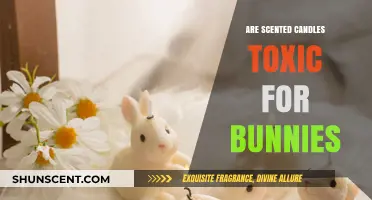 Are Scented Candles Safe for Bunnies? Toxicity Explained
