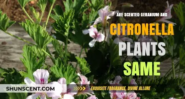 Scented Geranium vs. Citronella: Are These Plants Truly the Same?