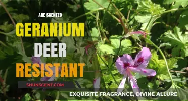 Scented Geraniums: Deer-Resistant Plants for Your Garden?