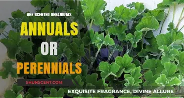 Scented Geraniums: Annuals or Perennials? Unraveling Their Lifespan