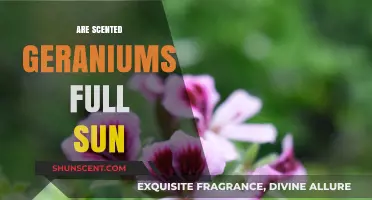 Do Scented Geraniums Thrive in Full Sun? A Gardening Guide