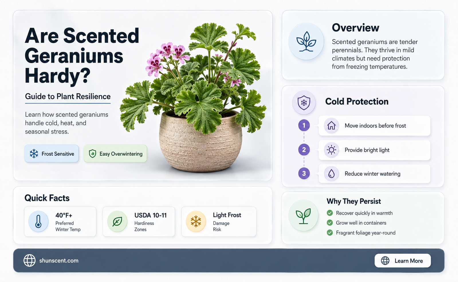 are scented geraniums hardy