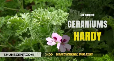 Are Scented Geraniums Hardy? A Comprehensive Guide to Their Resilience