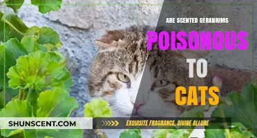 Are Scented Geraniums Safe for Cats? Toxicity Explained