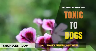 Are Scented Geraniums Safe for Dogs? Toxicity Explained