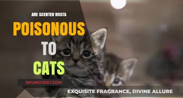 Are Scented Hostas Toxic to Cats? A Pet Safety Guide