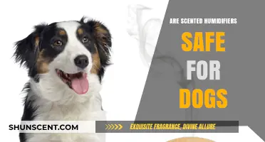 Are Scented Humidifiers Safe for Dogs? A Pet Owner's Guide