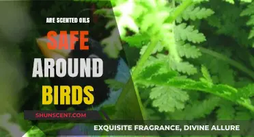Are Scented Oils Bird-Safe? Essential Tips for Pet Owners
