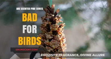 Scented Pine Cones: Are They Safe for Birds or Harmful?