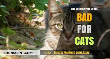 Are Scented Pine Cones Safe for Cats? What Pet Owners Need to Know