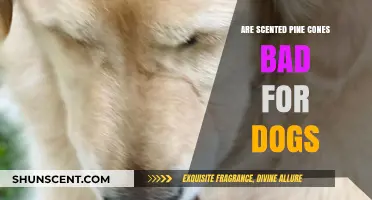 Scented Pine Cones and Dogs: Are They a Safe Combination?