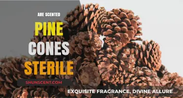 Are Scented Pine Cones Sterile? Uncovering the Truth Behind the Fragrance