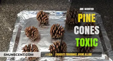 Are Scented Pine Cones Toxic? Uncovering the Truth for Pet Owners
