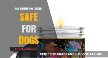 Are Scented Soy Candles Safe for Dogs? What Pet Owners Need to Know